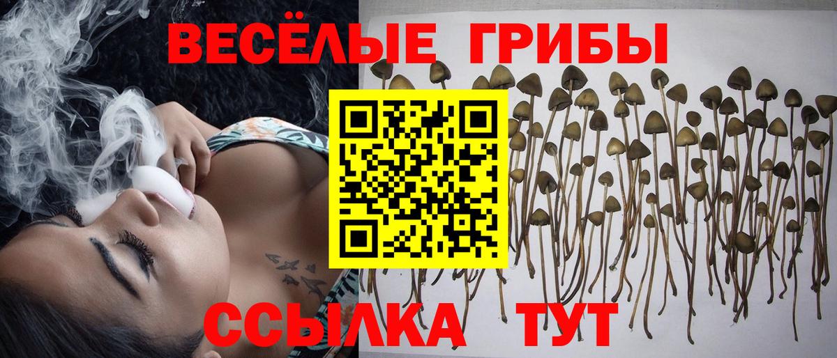 Псилоцибиновые грибы ЛСД Сосновый Бор
